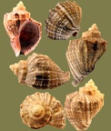 Rapana venosa (Valenciennes, 1846)