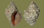 Ordnung Sorbeoconcha (Caenogastropoda) (Ponder & Lindberg, 1997)