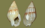 Stamm Mollusca (Cuvier, 1797)
