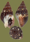 Stamm Mollusca (Cuvier, 1797)