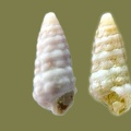 Pirenella conica -  1. Fund