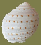 Ordnung Sorbeoconcha (Caenogastropoda) (Ponder & Lindberg, 1997)