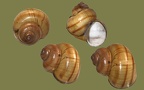 Ordnung Sorbeoconcha (Caenogastropoda) (Ponder & Lindberg, 1997)
