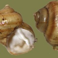 Viviparus contectus -  4. Fund