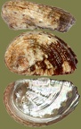 Haliotis tuberculata lamellosa (Lamarck, 1822)