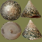 Tectus pyramis (Born, 1778)