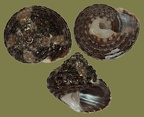 Ordnung Trochida