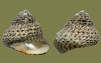 Stamm Mollusca (Cuvier, 1797)