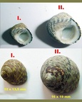 Ordnung Trochida