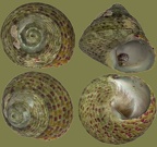 Ordnung Trochida