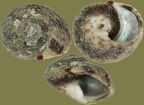 Ordnung Trochida