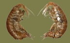 Familie Gammaridae (Leach, 1813) 