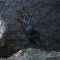 Pachygrapsus marmoratus - 10. Fund