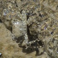 Pachygrapsus marmoratus -  2. Fund (Juvenil)