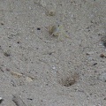 Ocypode brevicornis -  1. Fund (Jungtier)
