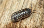 Ordnung Isopoda (Latreille, 1817)