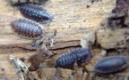 Ordnung Isopoda (Latreille, 1817)