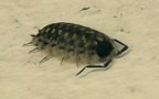 Porcellio spinicornis -  1. Fund