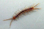 Unterstamm Myriapoda (Latreille, 1802)
