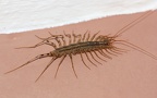 Ordnung Scutigeromorpha (Linnæus, 1758)