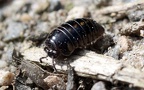 Unterstamm Myriapoda (Latreille, 1802)