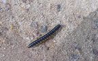 Unterstamm Myriapoda (Latreille, 1802)