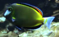 Acanthurus japonicus -  1. Fund