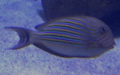 Acanthurus lineatus -  2. Fund