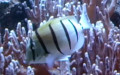 Acanthurus triostegus -  1. Fund
