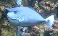 Ordnung Acanthuriformes (Jordan, 1923)