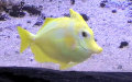 Zebrasoma flavescens -  4. Fund