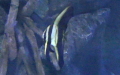 Familie Ephippidae (Bleeker, 1859)