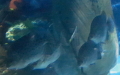 Ordnung Acanthuriformes (Jordan, 1923)