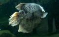 Ordnung Anabantiformes (Britz, 1995)