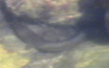 Ordnung Anguilliformes (Goodrich, 1909)