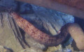 Ordnung Anguilliformes (Goodrich, 1909)