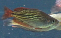 Ordnung Atheriniformes (Rosen, 1964)
