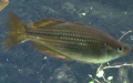 Familie Melanotaeniidae (Gill, 1894)
