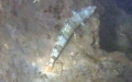 Acanthocardia tuberculata - 26. Fund