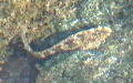 Familie Blenniidae (Regan, 1912)