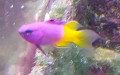 Familie Grammatidae (Jordan & Evermann, 1896)