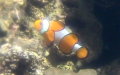 Amphiprion ocellaris -  1. Fund
