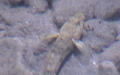 Ordnung Callionymiformes (Linnæus, 1758)