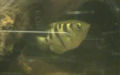 Familie Toxotidae (Cuvier, 1816)