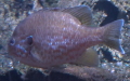 Lepomis gibbosus -  1. Fund