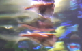 Ordnung Characiformes (Goodrich, 1909)