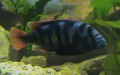 Ordnung Cichliformes (Betancur-R. et al., 2013)