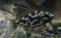 Ordnung Cichliformes (Betancur-R. et al., 2013)