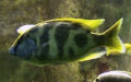 Ordnung Cichliformes (Betancur-R. et al., 2013)