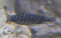 Ordnung Cichliformes (Betancur-R. et al., 2013)